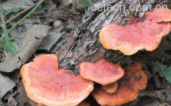 野生灵芝的功效与作用 野生灵芝多少钱一斤-0