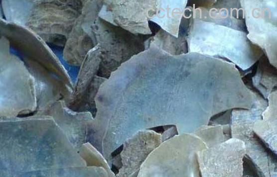 珍珠母的功效与作用 珍珠母的食用方法-1