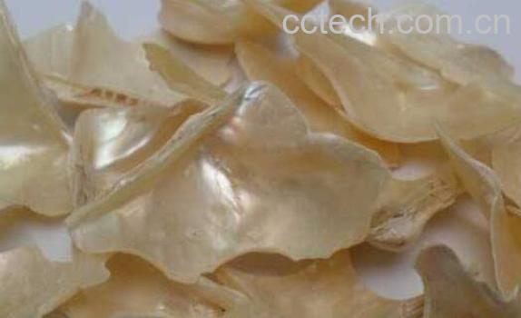 珍珠母的功效与作用 珍珠母的食用方法-0
