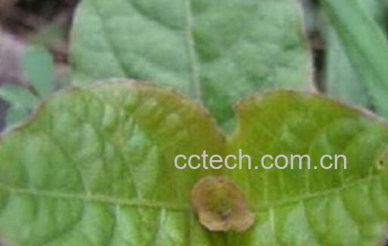 牡蛎参草的功效与作用-1