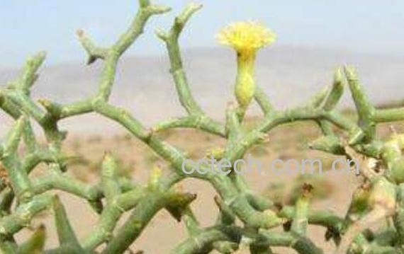 牡蛎参草的功效与作用-0