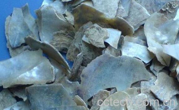 石决明的功效与作用及药用价值-0