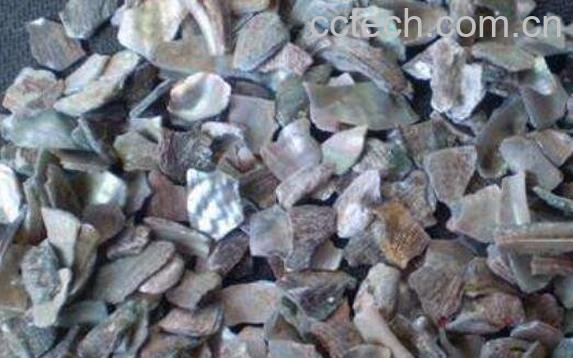 石决明的功效与作用及药用价值-1