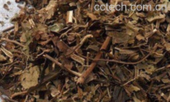 九节茶的功效与作用 九节茶的副作用有哪些-0