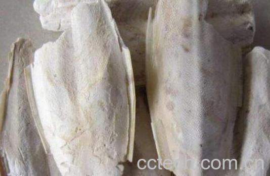 海螺蛸的功效与作用及药用价值-1