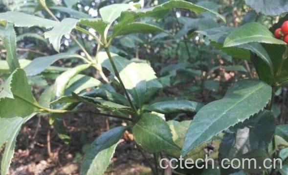 九节茶的功效与作用 九节茶的副作用有哪些-1