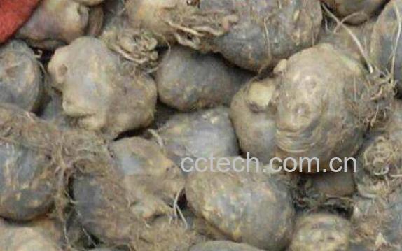 黑玛珈的功效与作用-0