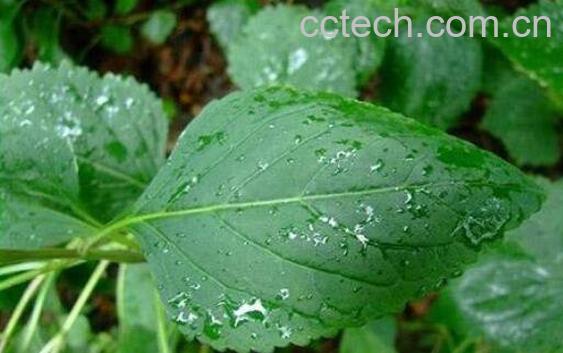 透骨香的功效与作用 透骨香是什么-0