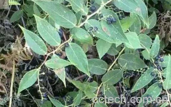 透骨香的功效与作用 透骨香是什么-1