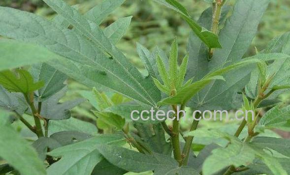 佛掌榕根的功效与作用-1