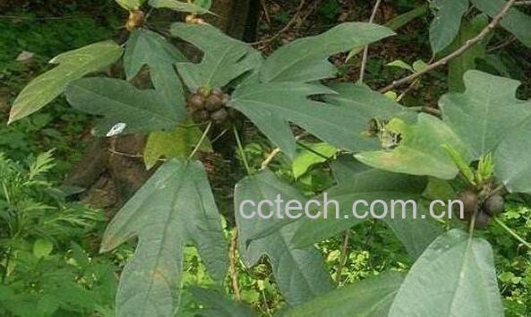 佛掌榕根的功效与作用-0