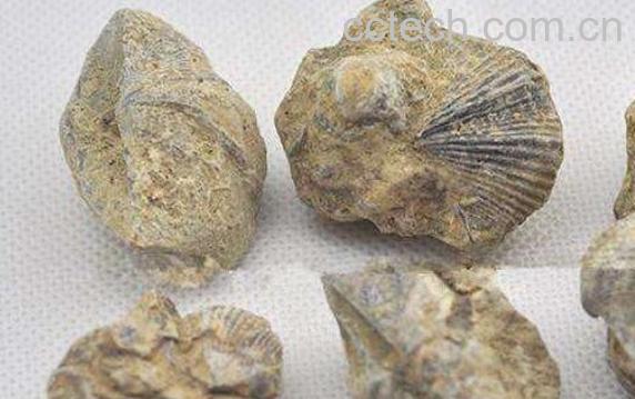  石燕子的功效与作用及药用价值-0