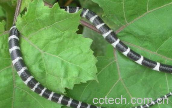 银环蛇的功效与作用-1