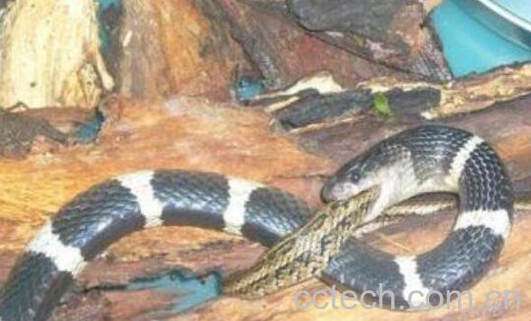 银环蛇的功效与作用-0