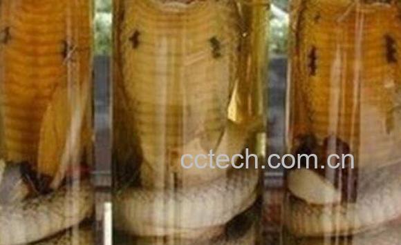 眼镜蛇泡酒功效与作用 眼镜蛇怎么泡酒-1