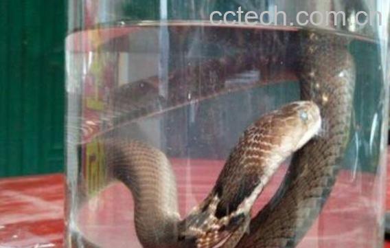 眼镜蛇泡酒功效与作用 眼镜蛇怎么泡酒-0