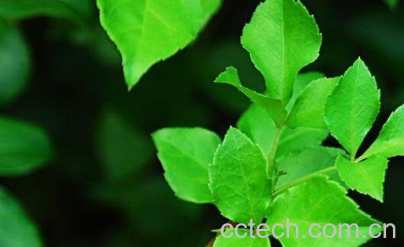 三加皮的功效与作用 三加皮能治什么病-0