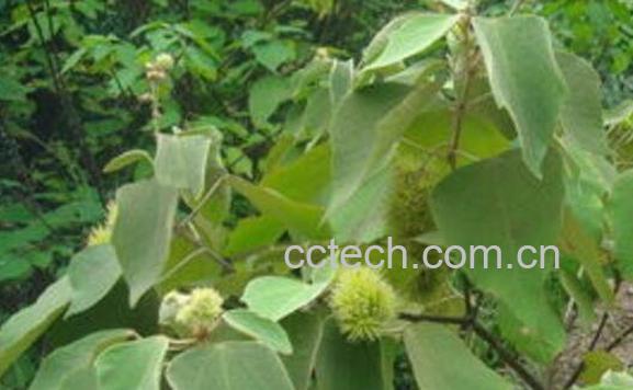 白背叶根的功效与作用-0