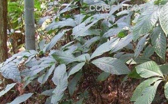 走马胎的功效与作用及药用价值-0