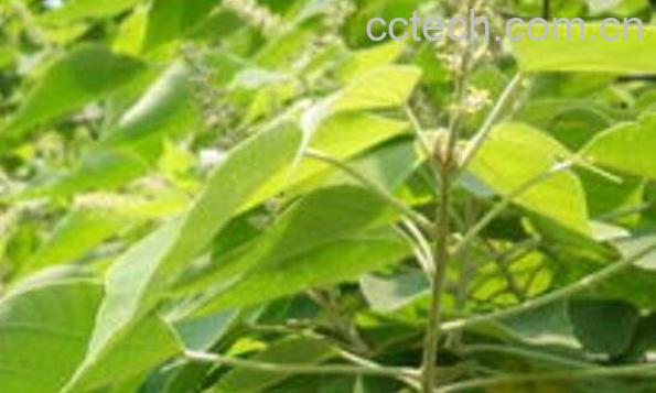 白背叶根的功效与作用-1