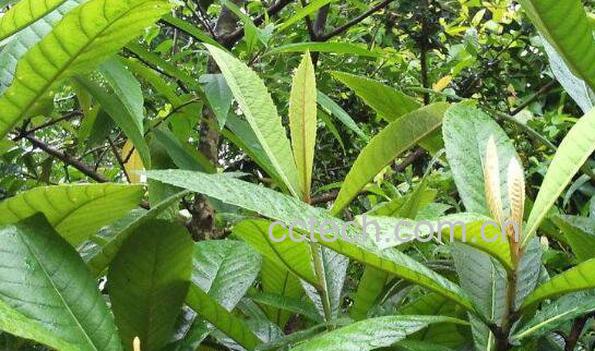 横经席的功效与作用 横经席能治什么病-0