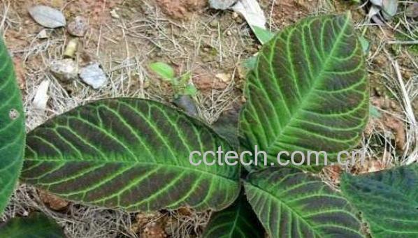 走马胎的功效与作用及药用价值-1