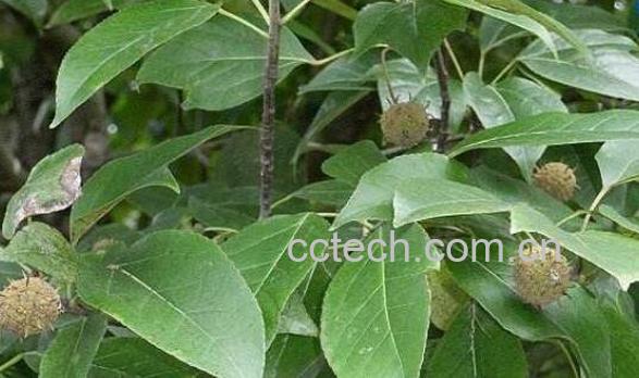 半枫荷的功效与作用及常见用法-0