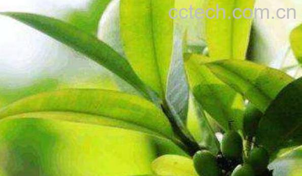 横经席的功效与作用 横经席能治什么病-1