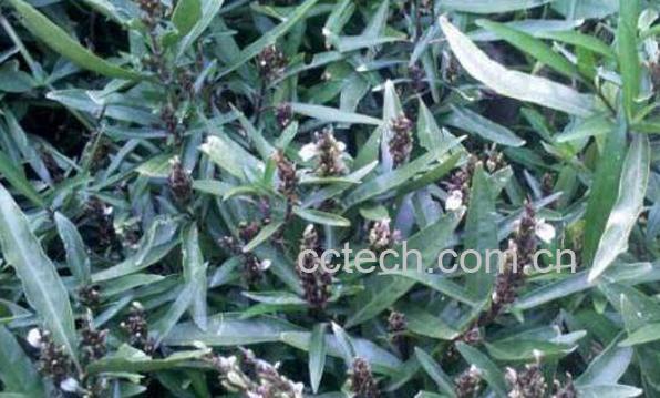 小驳骨的功效与作用及药用价值-0