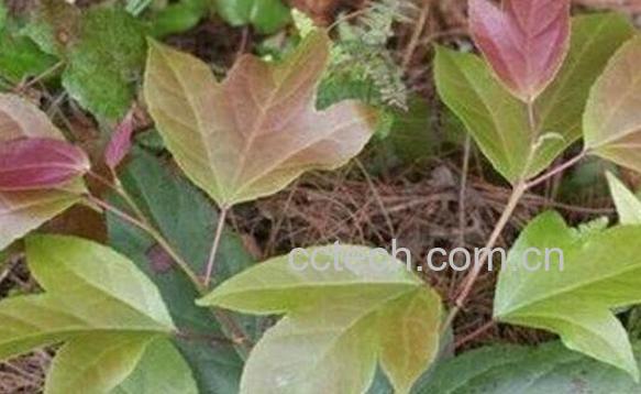 半枫荷的功效与作用及常见用法-1