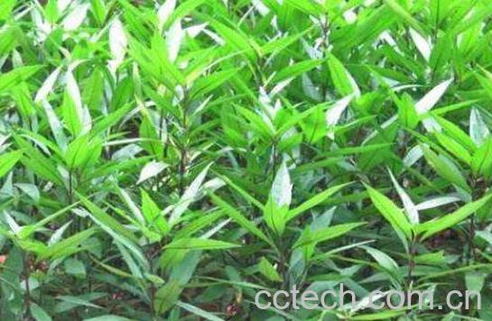 小驳骨的功效与作用及药用价值-1