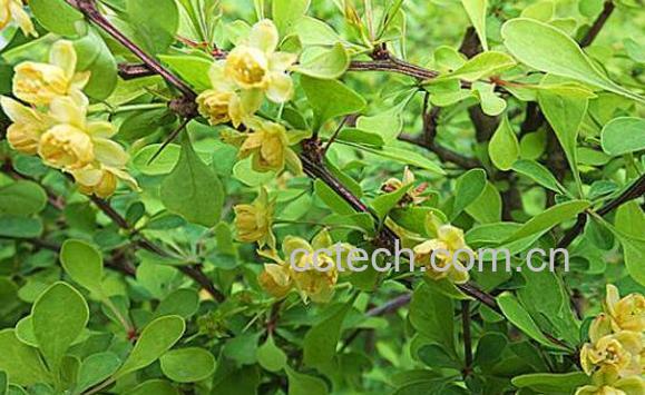 豪猪刺的功效与作用及药用价值-0