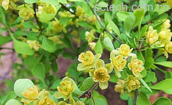 豪猪刺的功效与作用及药用价值-1