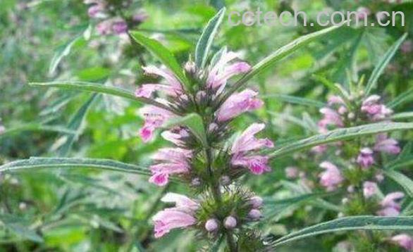 益母草的功效与作用及禁忌-0