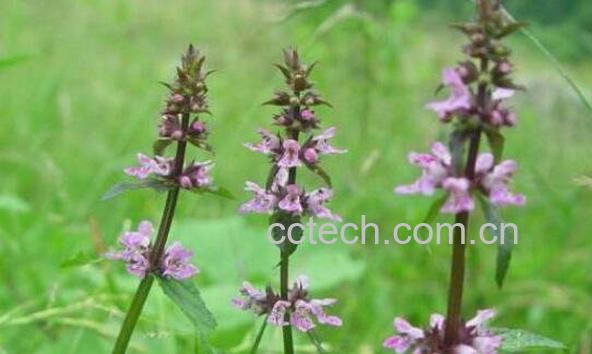 益母草的功效与作用及禁忌-1