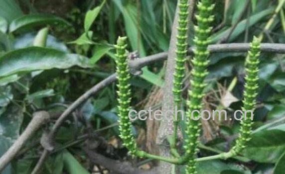 买麻藤的功效与作用及临床应用-0