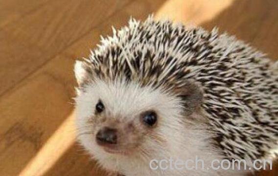 刺猬毛的功效与作用 刺猬的刺有什么作用-1