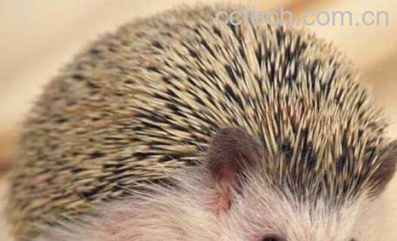 刺猬毛的功效与作用 刺猬的刺有什么作用-0