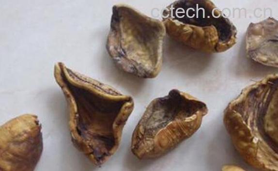 甲珠的功效与作用-1