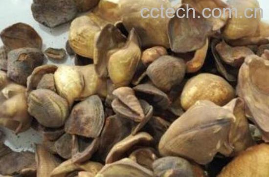 甲珠的功效与作用-0