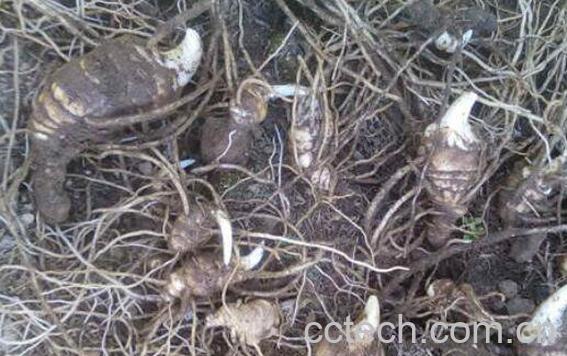 虫娄的功效与作用-0