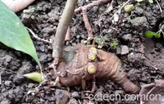 虫娄的功效与作用-1