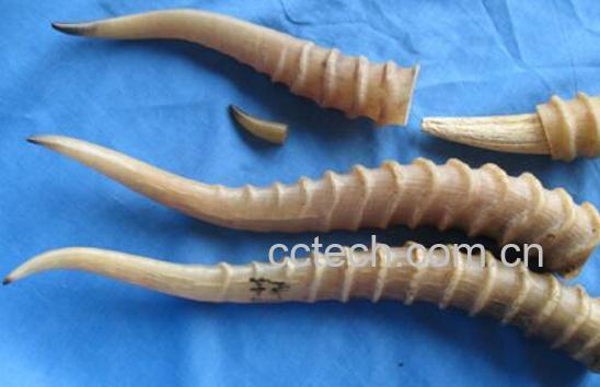 羚羊角的功效与作用及药用价值-0