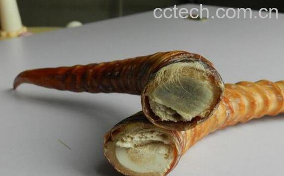 羚羊角的功效与作用及药用价值-1