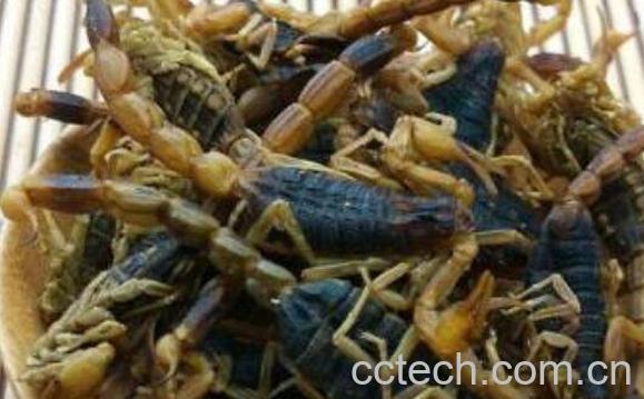 全蝎的作用与功效-0