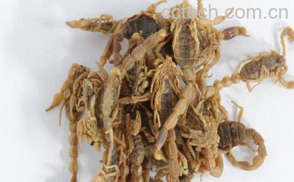 全蝎的作用与功效-1
