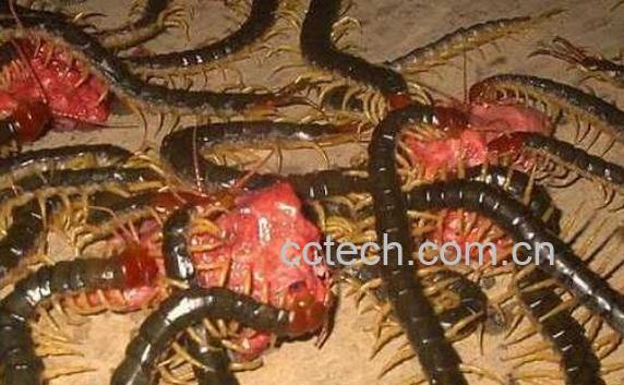 中药蜈蚣的功效与作用-0