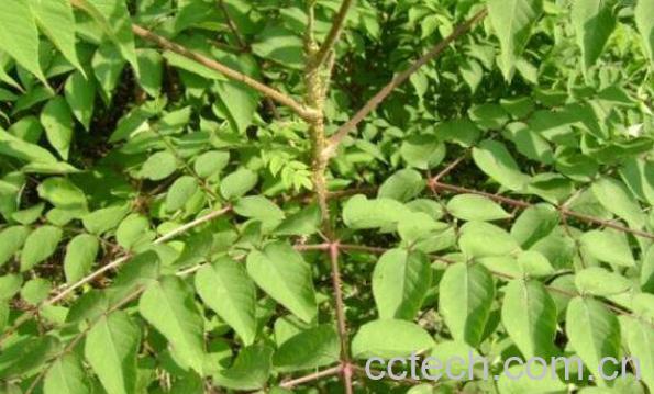 鹰不扑的功效与作用及药用价值-0