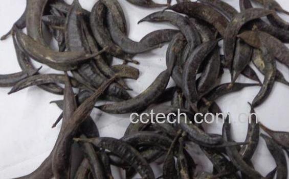 猪牙皂的功效与作用及常见用法-0