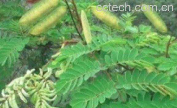 鹰不扑的功效与作用及药用价值-1